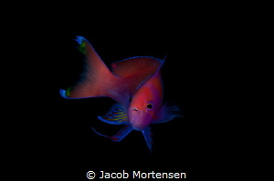 I was on a hunt for a front shot of a Squarespot Anthias ... by Jacob Mortensen 